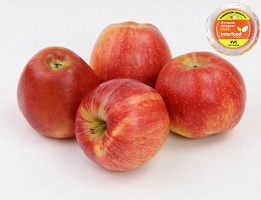 Гала Schnico Red (Gala SchniCo(S) Red Schniga) Гала Schnico Red (Gala SchniCo(S) Red Schniga)